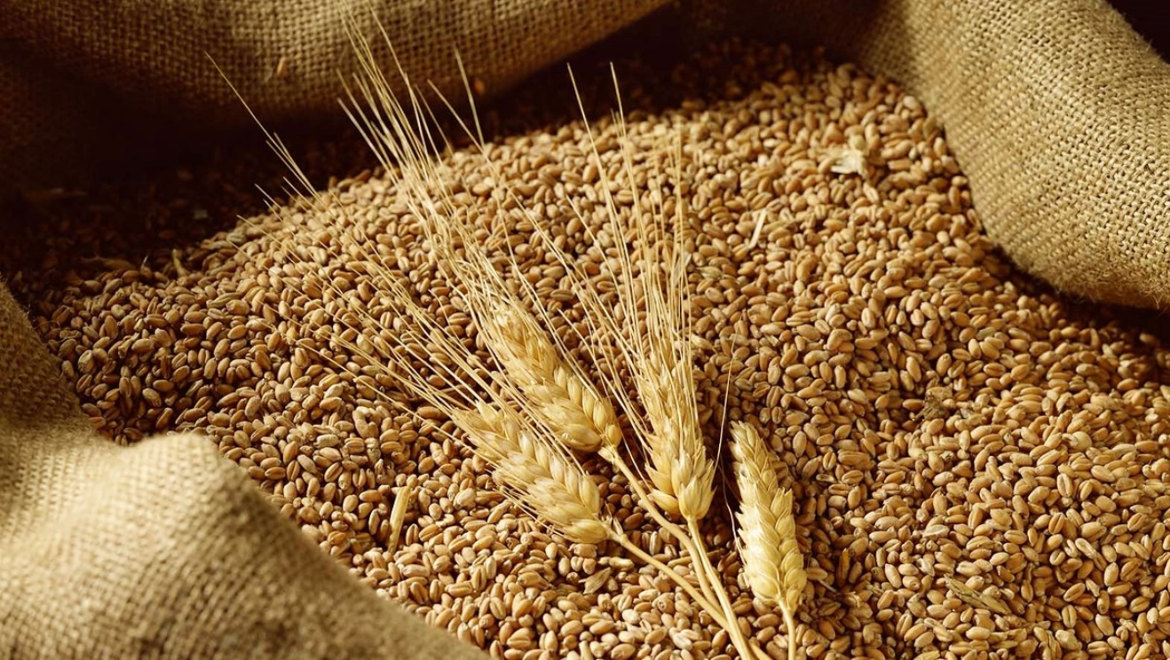 Lo ngại về thiệt hại mùa vụ của Argentina sẽ hỗ trợ cho giá lúa mì