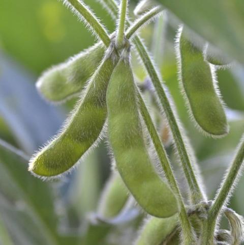 Brazil: Agroconsult tăng dự báo sản lượng đậu tương niên vụ 2020/21 lên 134 triệu tấn
