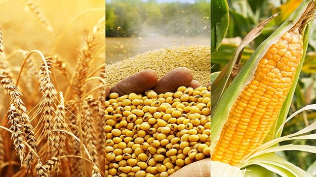 Crop Progress: Chất lượng lúa mỳ Mỹ sụt giảm trong tuần 21/11